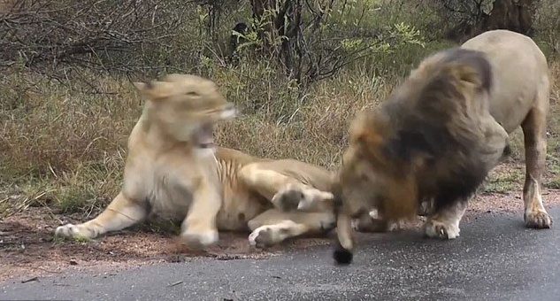 Karizmayı çizdiren aslan