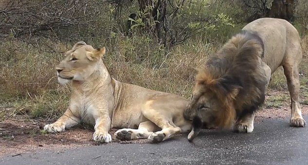 Karizmayı çizdiren aslan