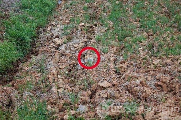 İlk bakışta bulabildiniz mi?