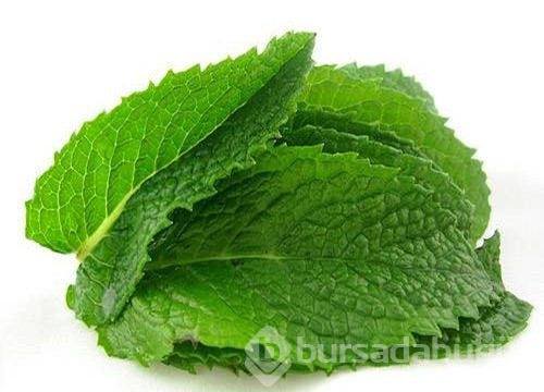 Balla karıştırılan ısırgan bomba etkisi yaratıyor!
