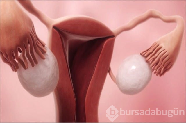 Hangi besin hangi organa benziyor?