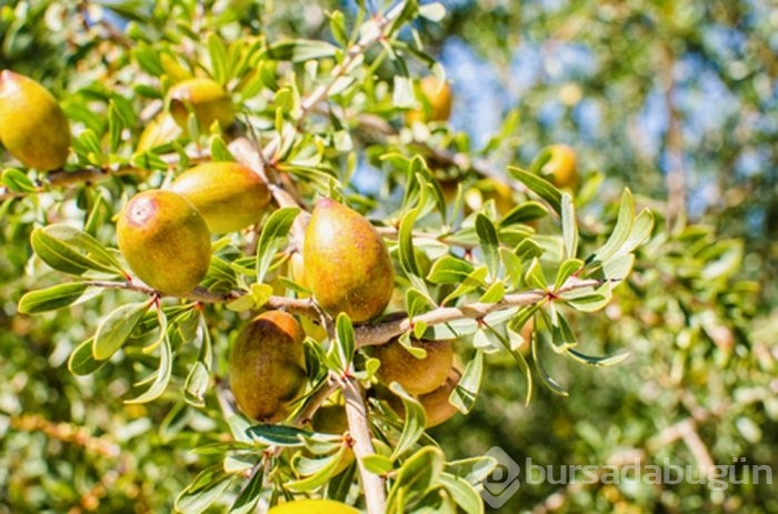Argan yağının mucizevi faydaları