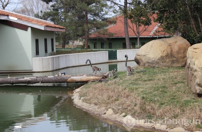 Bursa'da hayvanlar kış ortasında güneşin tadını çıkardı