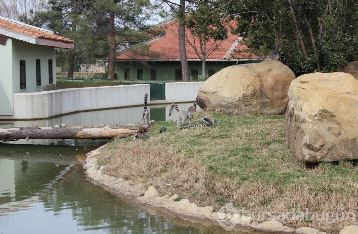 Bursa'da hayvanlar kış ortasında güneşin tadını çıkardı