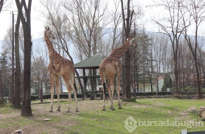 Bursa'da hayvanlar kış ortasında güneşin tadını çıkardı