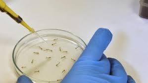 Zika virüsü cinsel yolla da bulaşıyor!