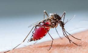 Zika virüsü cinsel yolla da bulaşıyor!