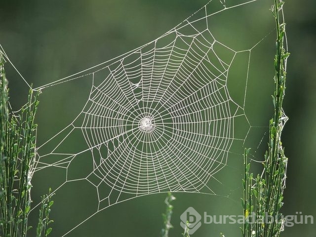 Bilim insanlarının sırrını çözemediği canlı