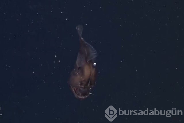 Bilim insanlarının sırrını çözemediği canlı
