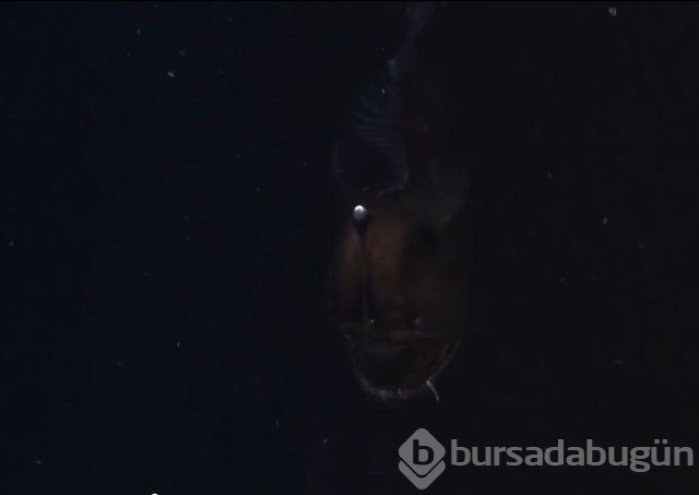 Bilim insanlarının sırrını çözemediği canlı