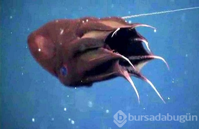 Bilim insanlarının sırrını çözemediği canlı