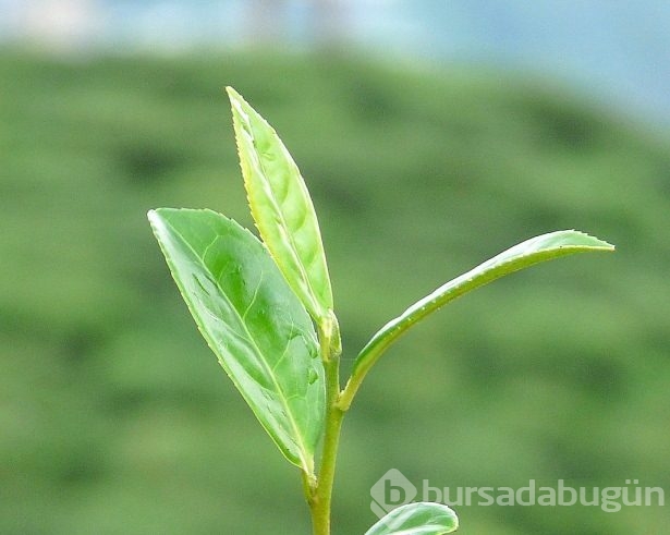 Güzellikte yeni trend çay ağacı yağı