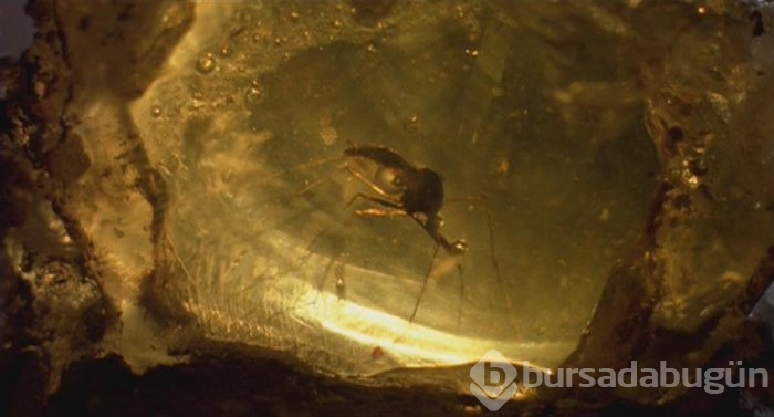 Zika virüsüyle yeniden gündem olan sivrisineklerin bilinmeyenleri