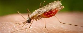 Zika virüsüyle yeniden gündem olan sivrisineklerin bilinmeyenleri