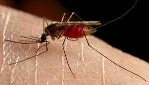 Zika virüsüyle yeniden gündem olan sivrisineklerin bilinmeyenleri