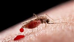 Zika virüsüyle yeniden gündem olan sivrisineklerin bilinmeyenleri
