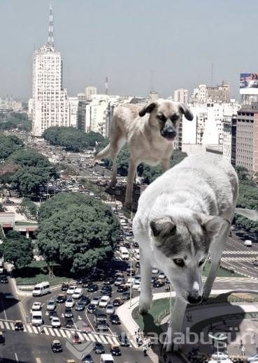 O bir fotoğraf sihirbazı