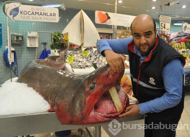 Marmara Denizi'nde 'camgöz' yakalandı
