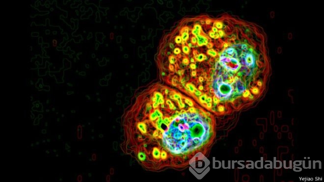 Fotoğraflarla bilimin inanılmaz güzelliği