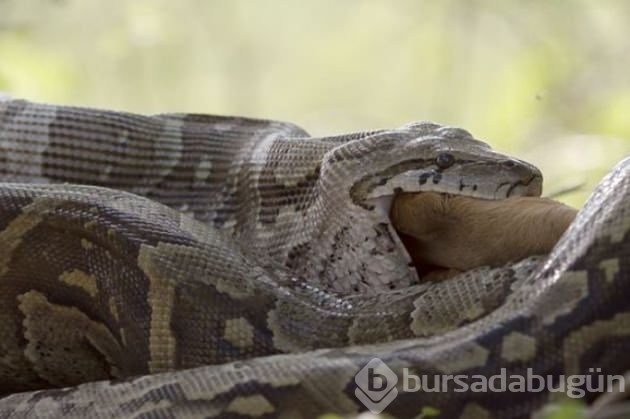 Beline dolandığı antilobu bir anda yuttu!