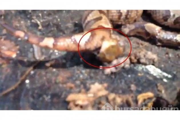 Beline dolandığı antilobu bir anda yuttu!