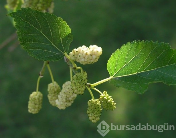 Onlar ömre ömür katıyor
