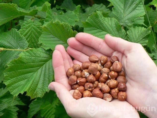 Onlar ömre ömür katıyor