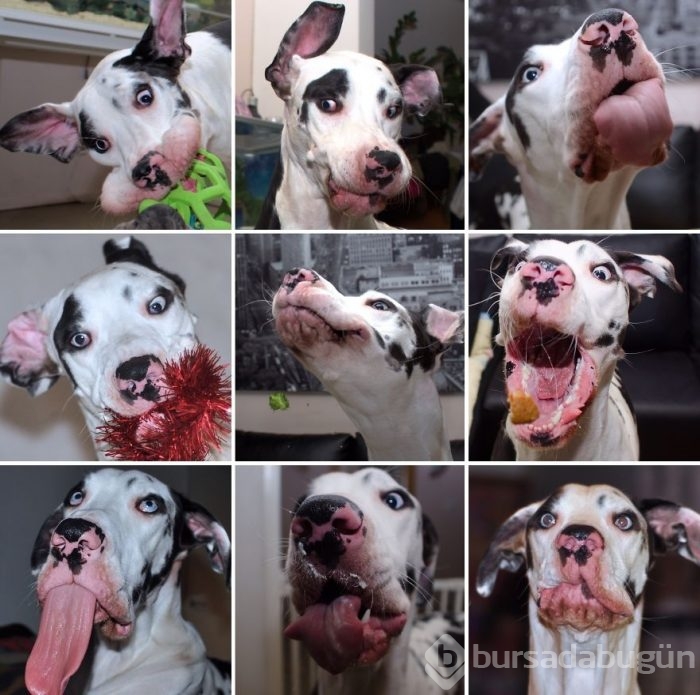 Dünyanın en mutlu köpeği
