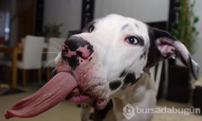 Dünyanın en mutlu köpeği
