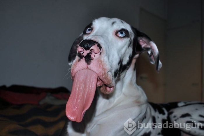 Dünyanın en mutlu köpeği
