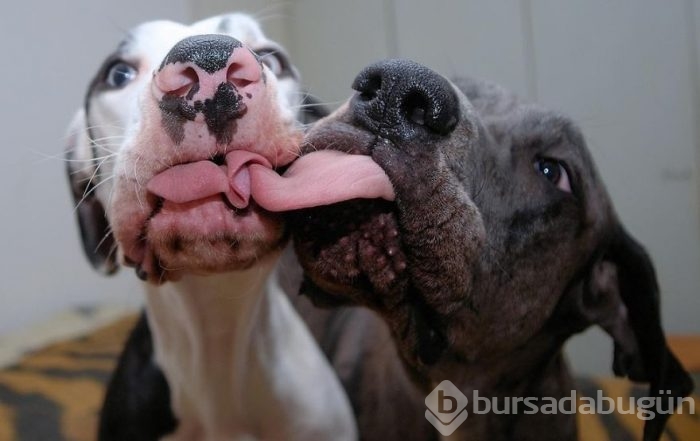 Dünyanın en mutlu köpeği
