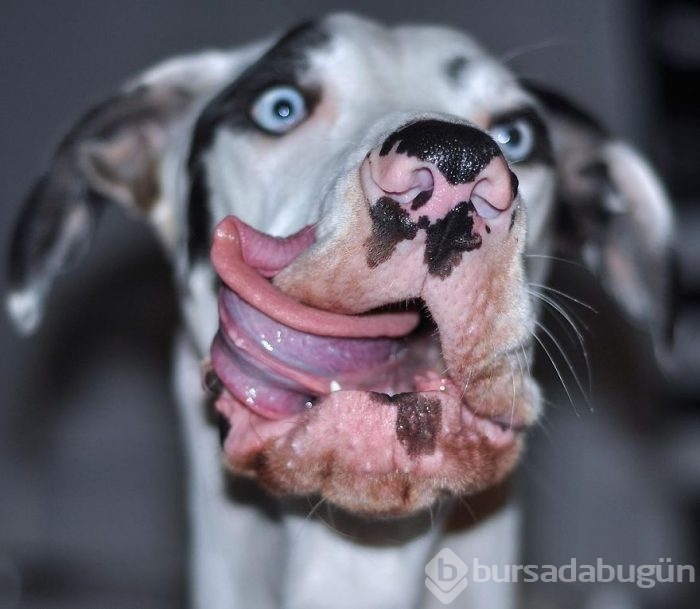 Dünyanın en mutlu köpeği

