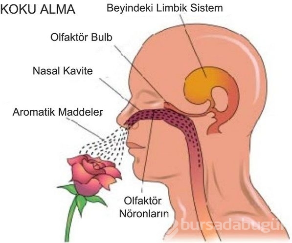 Vücudumuz hakkında 16 olağanüstü gerçek!