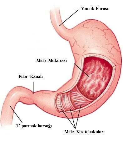 Vücudumuz hakkında 16 olağanüstü gerçek!
