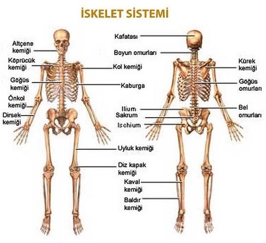 Vücudumuz hakkında 16 olağanüstü gerçek!