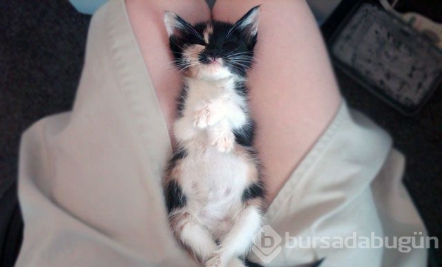 Evde kedi beslemeyen insanların anlayamayacağı 12 görsel