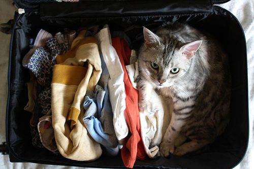 Evde kedi beslemeyen insanların anlayamayacağı 12 görsel
