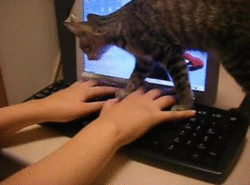 Evde kedi beslemeyen insanların anlayamayacağı 12 görsel