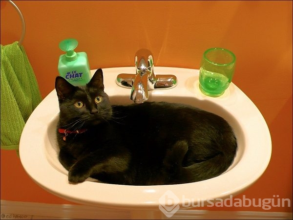 Evde kedi beslemeyen insanların anlayamayacağı 12 görsel