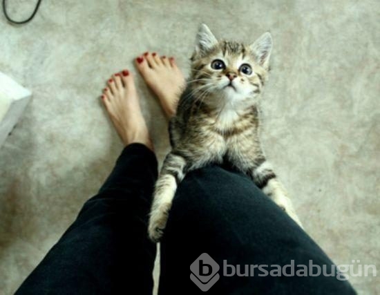 Evde kedi beslemeyen insanların anlayamayacağı 12 görsel