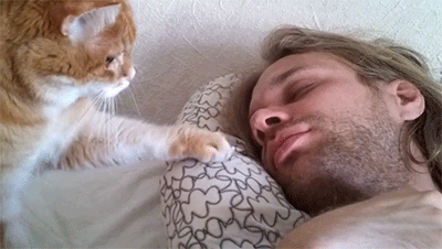 Evde kedi beslemeyen insanların anlayamayacağı 12 görsel