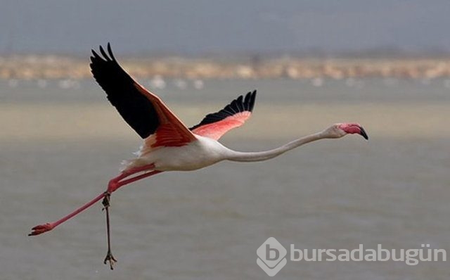 Bunları biliyor musunuz?