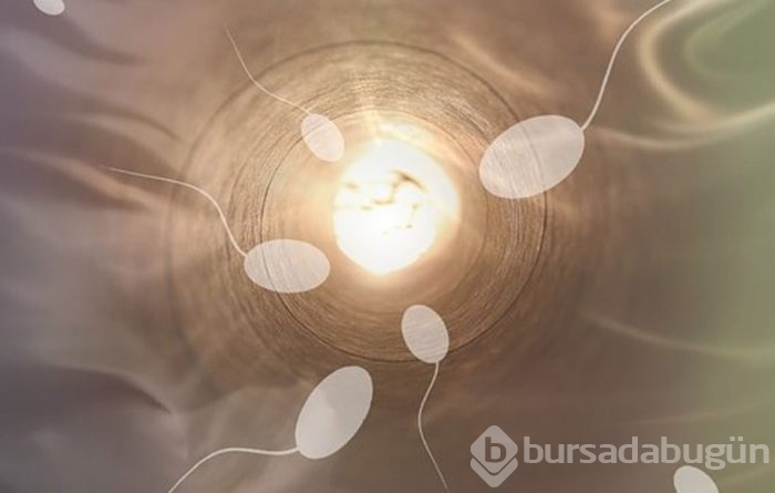 Spermi en çok istiridye besliyor!