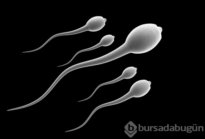 Spermi en çok istiridye besliyor!
