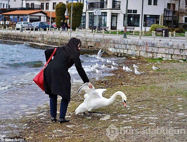 Selfie için bu sefer de kuğu öldü