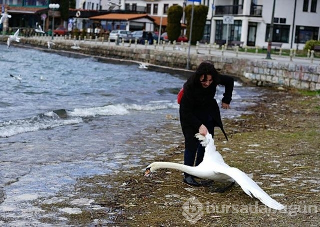 Selfie için bu sefer de kuğu öldü