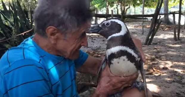Dünya bu olayı konuşuyor: Penguenin vefası
