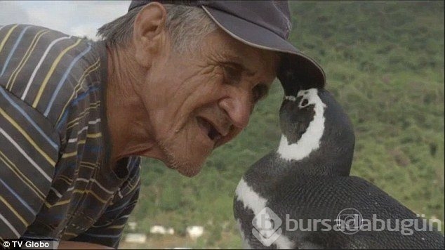 Dünya bu olayı konuşuyor: Penguenin vefası