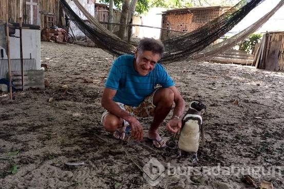 Dünya bu olayı konuşuyor: Penguenin vefası