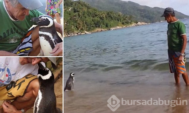 Dünya bu olayı konuşuyor: Penguenin vefası